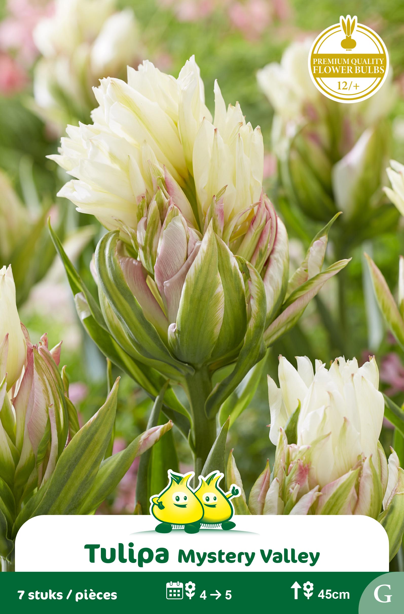 SACHET TULIPES DOUBLE MYSTERY VALLEY