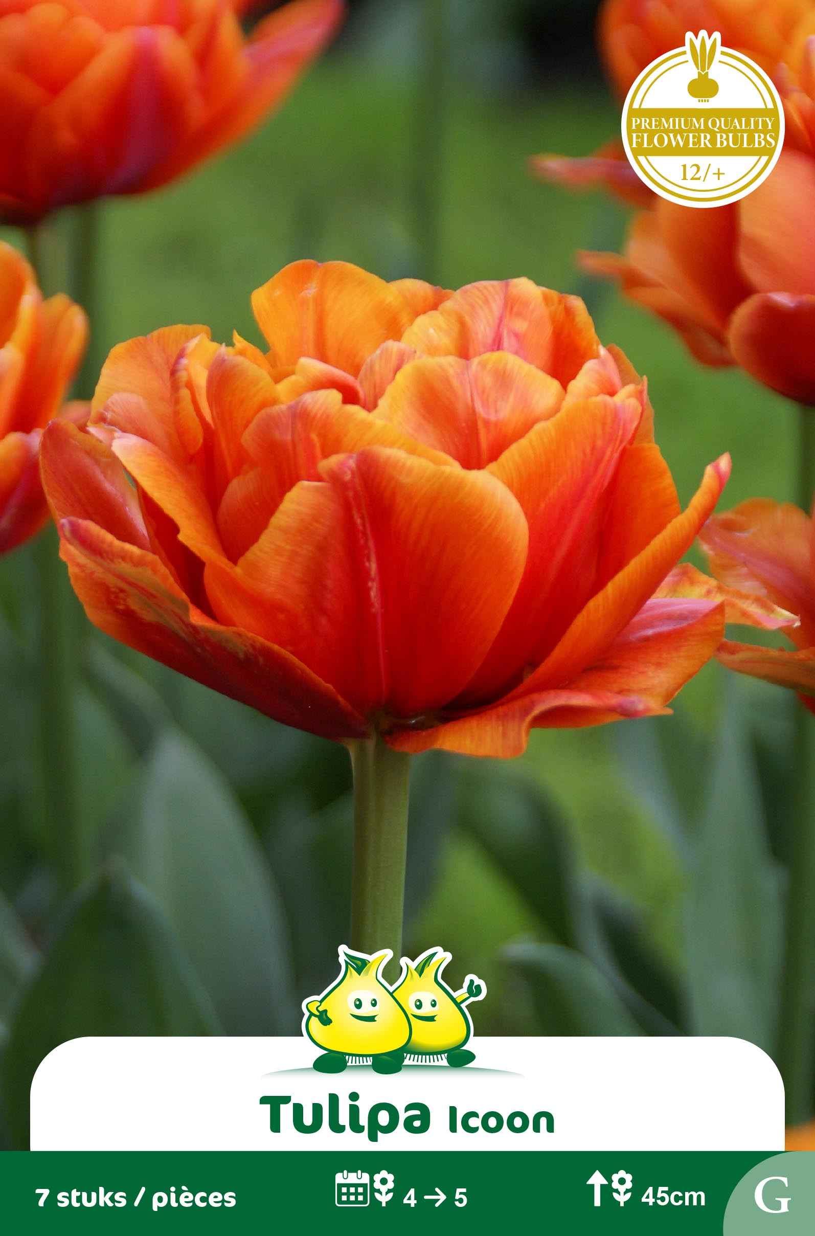 SACHET TULIPES DOUBLE ICOON