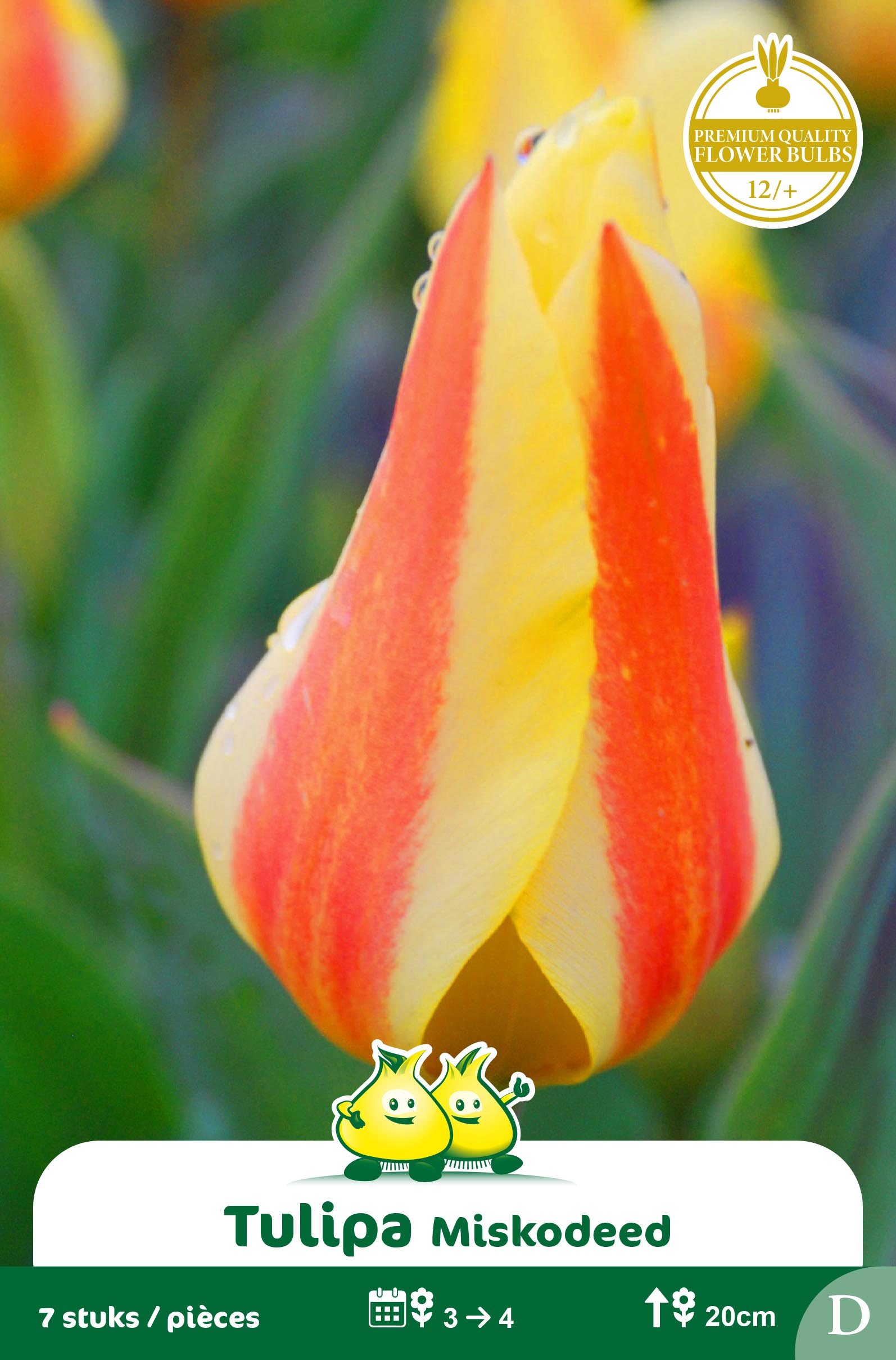 SACHET TULIPES GREGII MISKODEED