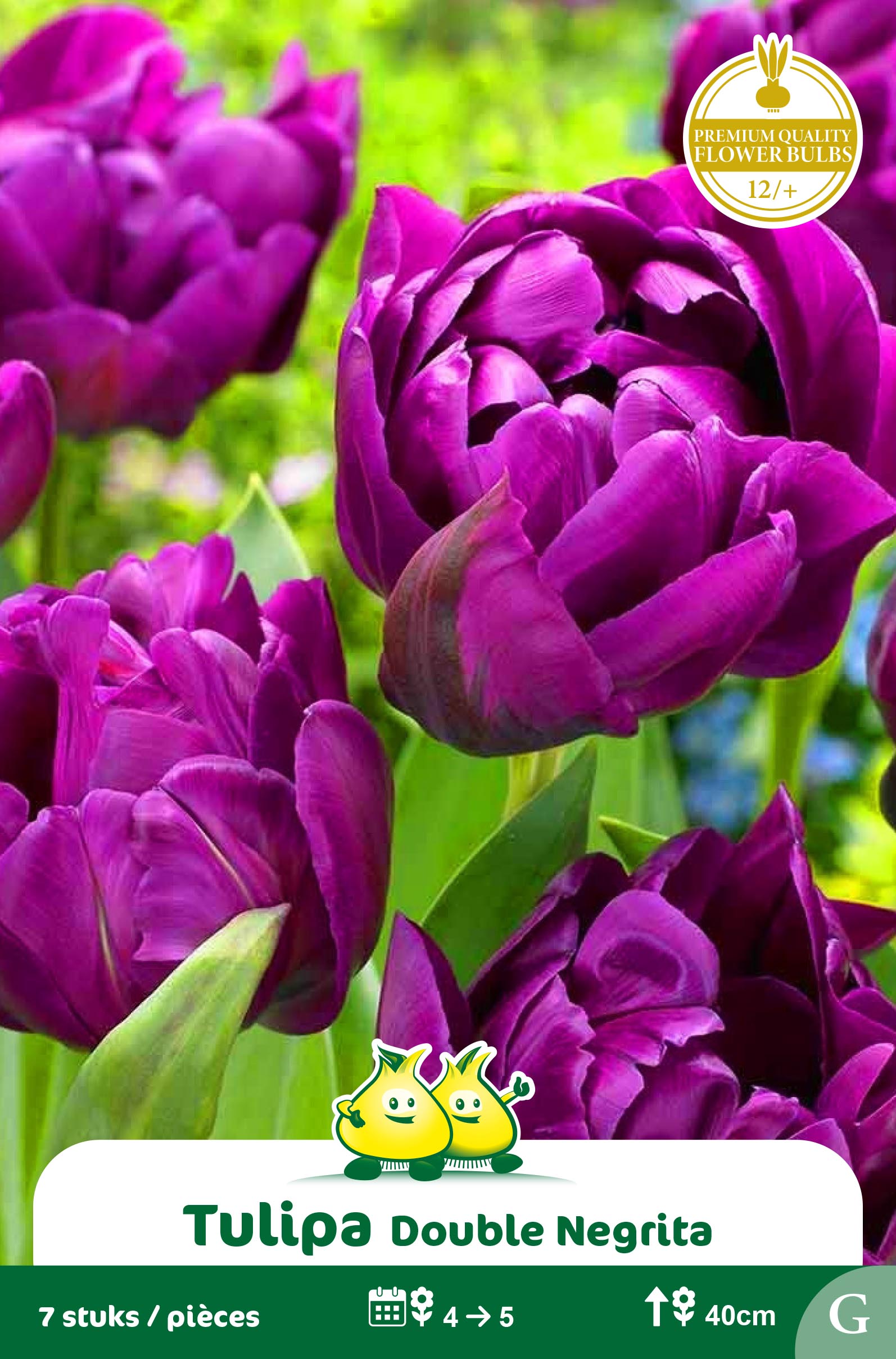 SACHET TULIPES DOUBLE NEGRITA
