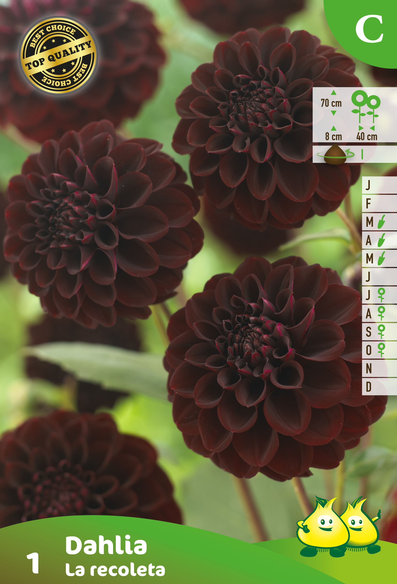 DAHLIA LA RECOLETA