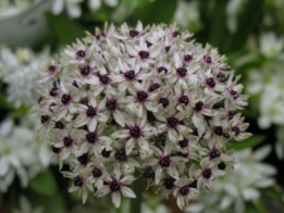 images/productimages/small/N040.jpg