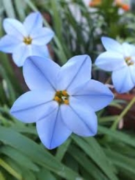 images/productimages/small/N281_IPHION_WISLEY_BLUE.jpg