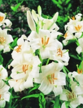 Lilium Candidum