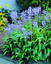 Scilla Non-Scripta