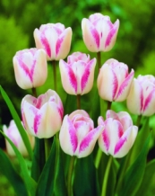 Tulpen Make Up