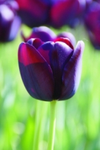 images/productimages/small/N535.jpg