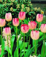 Tulpen Ganders Rhapsody