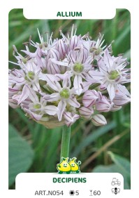 Allium Decipiens