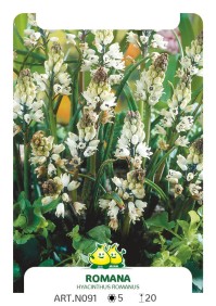 Bellevalia Romana (Hyacinthus Romanus)
