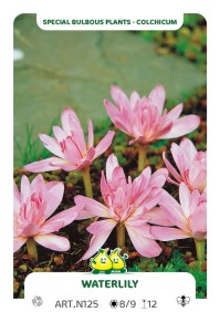Colchicum Waterlily