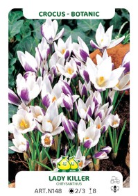 Crocus Ladykiller