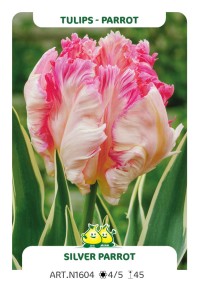 Tulp Silver Parrot
