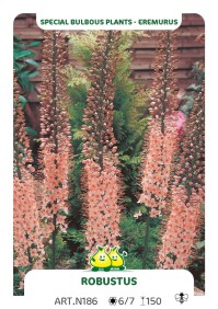 Eremurus Robustus