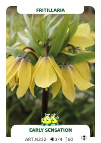 Fritillaria Early Sensation