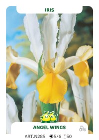 Iris Angel Wings