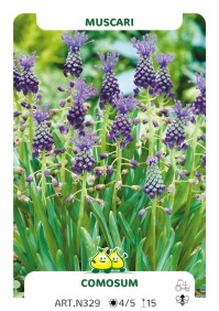Muscari Comosum