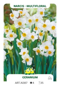 Narcis Geranium