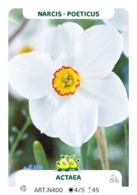 Narcis Actaea