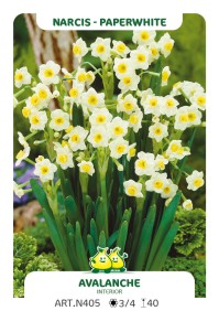 Narcis Avalanche