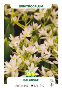 Ornithogalum Balansae
