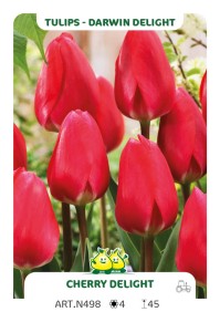 Tulpen Cherry Delight
