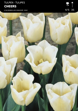 Tulpen Cheers