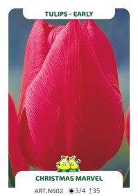 Tulp Christmas Marvel