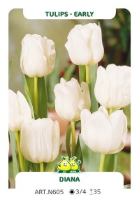 images/productimages/small/n605.jpg