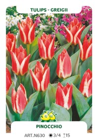 Tulp Pinocchio