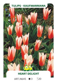 Tulp Heart Delight