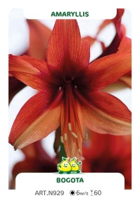 Amarylis Bogota