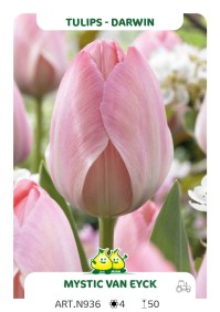 Tulpen mystic van Eijk