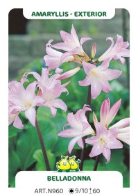 Amarylis Belladonna