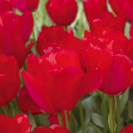 Tulpen Spryng tide