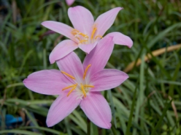 images/productimages/small/v395-zephyranthes.jpg
