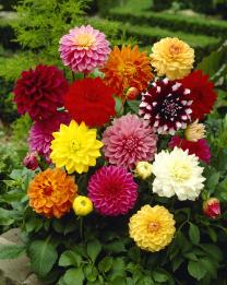 images/productimages/small/vpr003-19387.jpg
