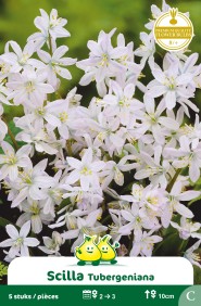 ZAKJES SCILLA TUBERGENIA C