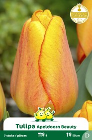ZAKJES DARWIN HYBRIDE BEAUTY OF APELDOORN D