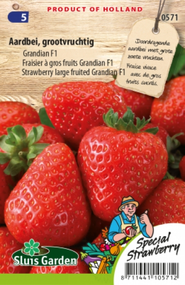 Aardbei Grandian F1 (grootvruchtig)