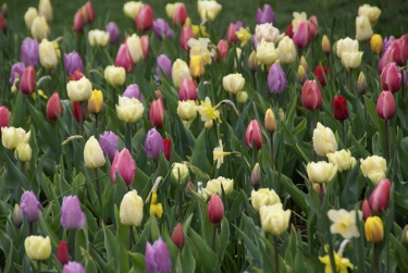 Monet (100 stuks)