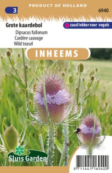 Dipsacus fullonum Cardère sauvage