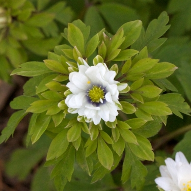 Anemonen Nemerosa Bracteata Pleniflora