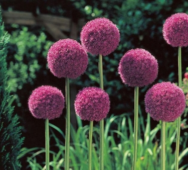 Allium His Excellency