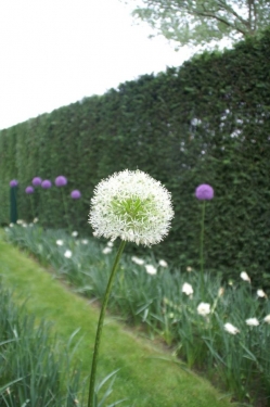 Allium Mont Blanc