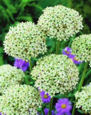 Allium Multibulbosum (Nigrum)