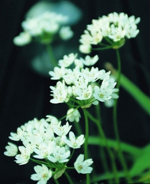 Allium Neapolitanum