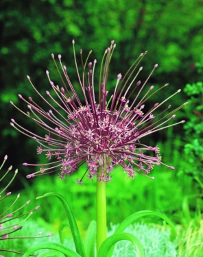 Allium Schubertii