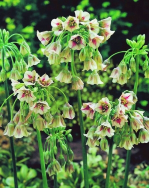 Nectaroscordum Bulgaricum