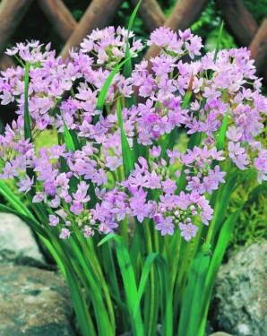 Allium Unifolium